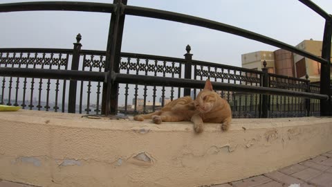 MICHAEL JACKSON & ED SHEERAN - Homeless cats in Ras Al Khaimah, UAE #cat #EdSheeran #MichaelJackson