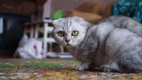 A Cat On The Floor Looking Curiously At The Camera