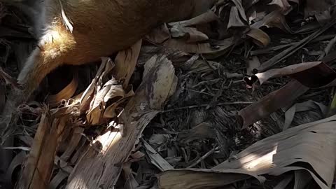 Wallaby stuck with string