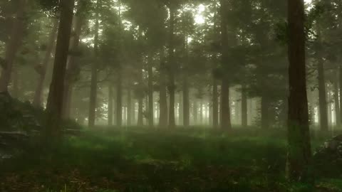 Forest Sounds | Woodland Ambience, Bird Song |