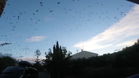 Mesmerising Bird Tornado "Millions of birds suddenly fill the sky!