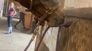 Houdini Horse Unties His Own Rope