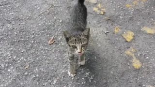 This kitten seemed a little bit aggressive but it's still cute 😍