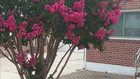 Crapemyrtle tree