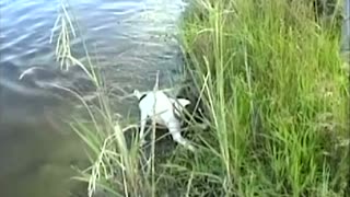 Tiny Swimming Terrier Catches Decent Sized Fish In Lake