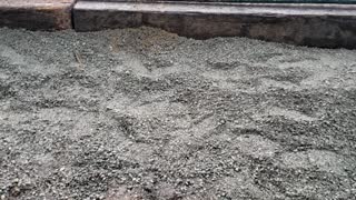 Mud Control for Swine/Pigs