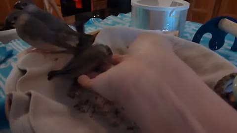 BABY JAVA RICE FINCHES 5 WEEKS OLD CLUTCH #3