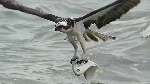 Crazy Osprey struggles with massive fish and gets pulled under three times