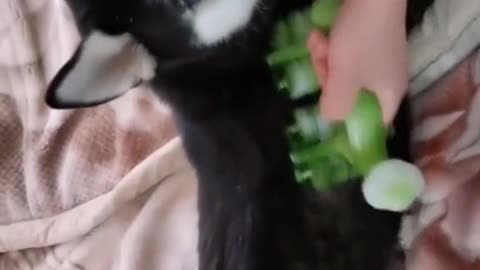 Stubborn husky's morning massage