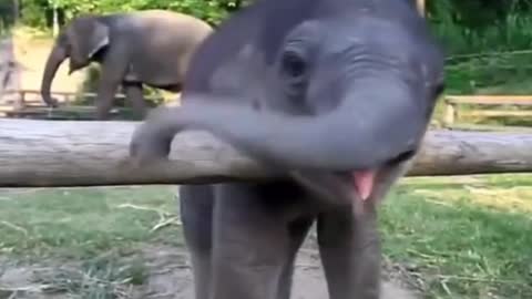 Cute Elephant baby