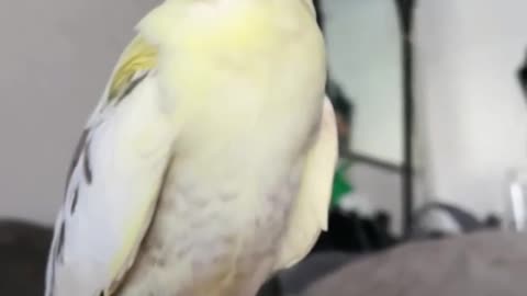 Pheasants video