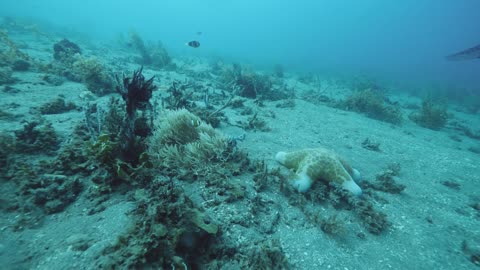 Seabed with corals, sea plants, feather star crinoids, tropical fishes and starfish