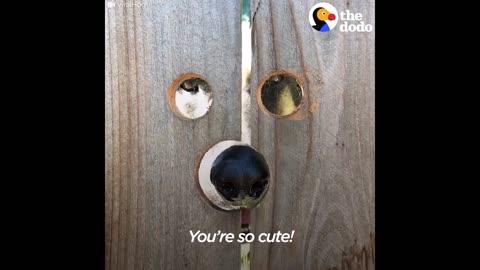 Dog Gets Custom Fence Holes To Visit Neighbor | The Dodo