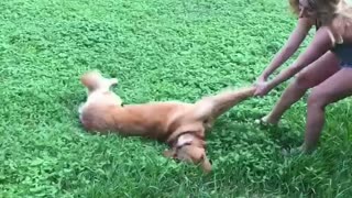 Dog getting pulled by its legs across the lawn