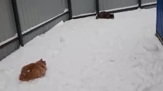 My friend's cats in Russia play in the snow at temperatures below _25 ° C.