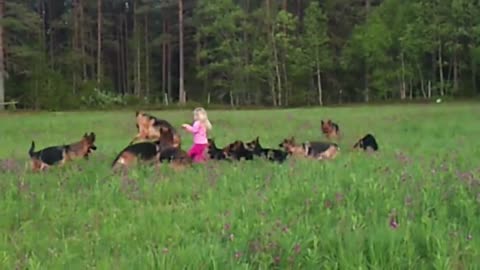 Litle girl 5 years playing with 14 german shepherds.