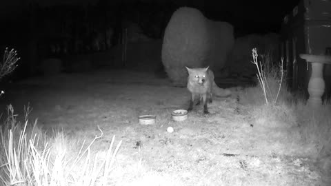 Neighbour's Cat Tries Eating Fox's Dinner