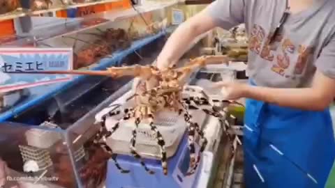 Processing 3kg lobster