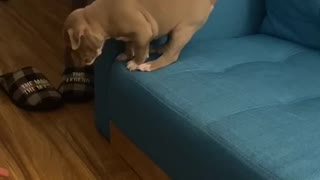 Puppy Takes His First Big Jump off The Couch