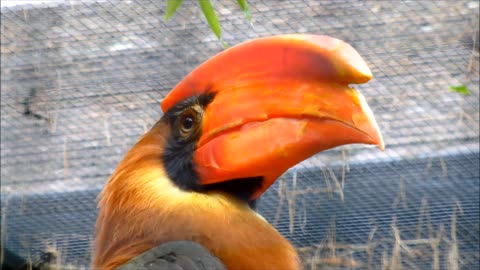 Bird name is Rufous hornbill.