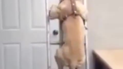 Pit bull climbs down a ladder at a construction site