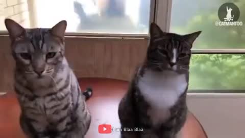 Who did this? Cats Funny Videos Rumble me