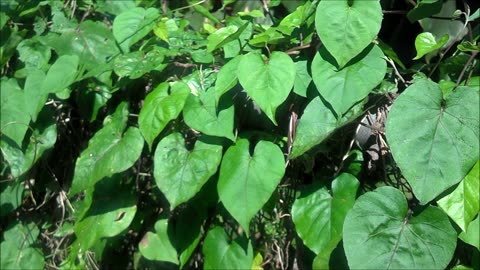Corky Stem Passion Vine Ultimate Butterfly Host Plant in South Florida.