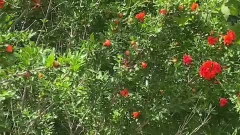 bright red flower