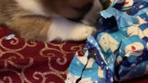 Baby Loki has a present 🎁