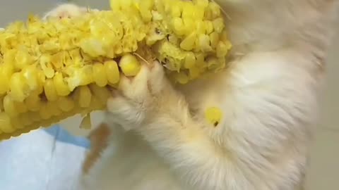 Corn lover😻🌽