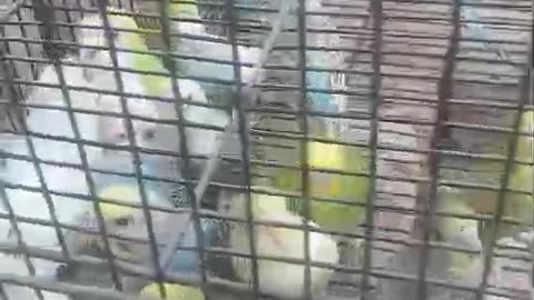 My parrot is very cute, he has a lot of fun and makes noise too