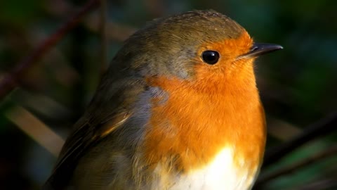 Robin - British UK and European Bird - Birds of Cornwall 03