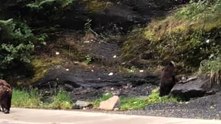 Nicky the Famous Black Bear in Juneau Alaska Shows off to Tourists