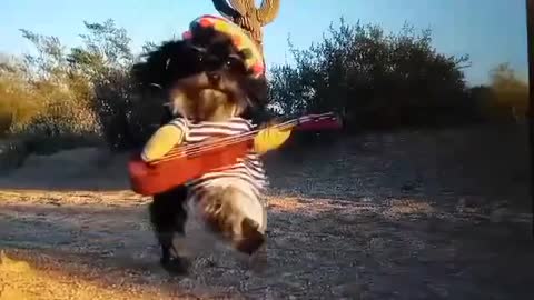 Guitar playing pups in action.