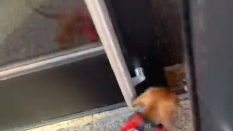 Tiny Dog Shows Huge Excitement To Be Home