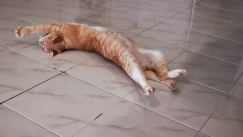 Relaxing cat on the floor