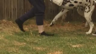 Dalmatian dog attacks big haired girl