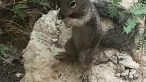 A Squirrel at Montezuma’s Castle.