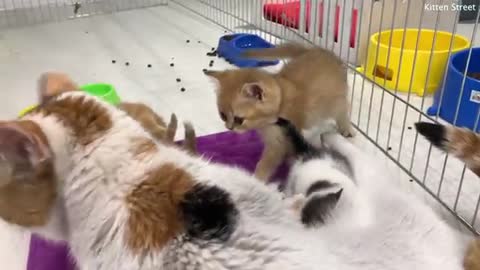 You are not my sister!" - reaction of mom cat and her kittens to an adopted