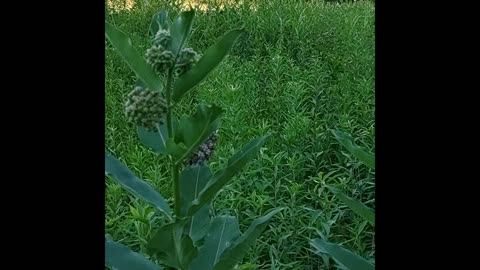 Useful Wild Plants. Milkweeds & Monarchs .. We need them both