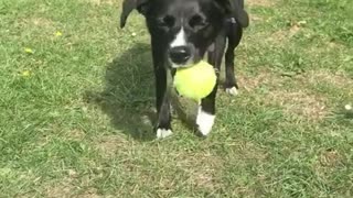 Confused dog can't understand why ball keeps rolling downhill