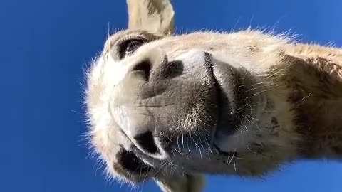 cute donkey #funnyanimalvideo