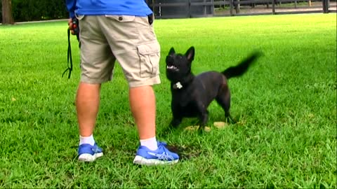 HOW TO TEACH YOUR DOG TO GUARD OBJECTS AND PEOPLE(Dog Training 102)