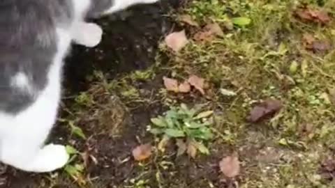 cat catches a snowball