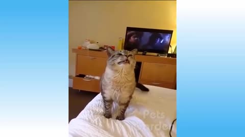 Cute Cats and Funny Dogs Videos Compilation