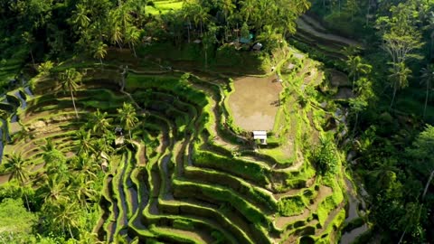 the most beautiful rice field view