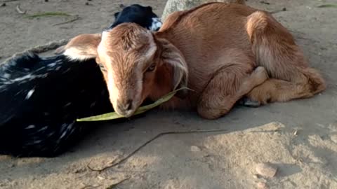 Goat baby funny videos