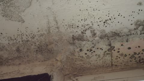 Mold Remediation