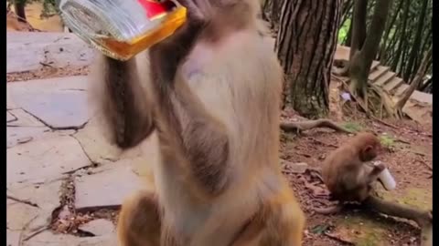 A money drinking alcohol😂😁🤣very funny video