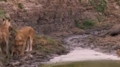 A cub that a lioness rescued from the Crocodile River